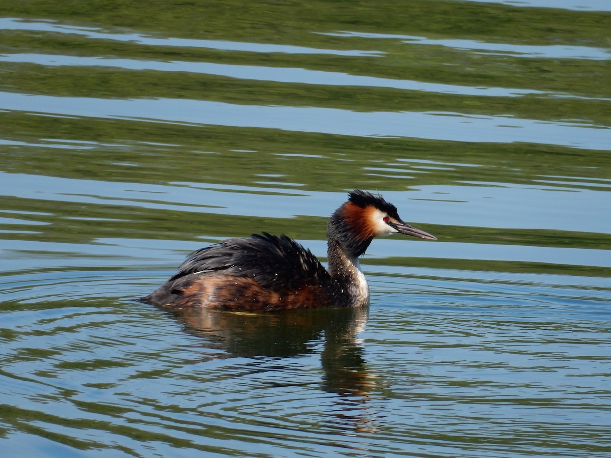 Great Crested Grebe - ML152242521