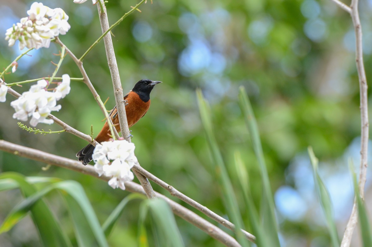 Orchard Oriole - ML152243461