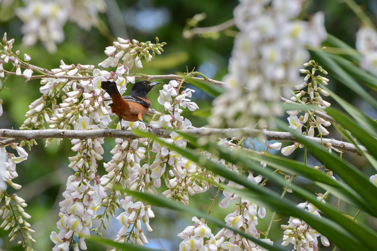 Orchard Oriole - ML152243511