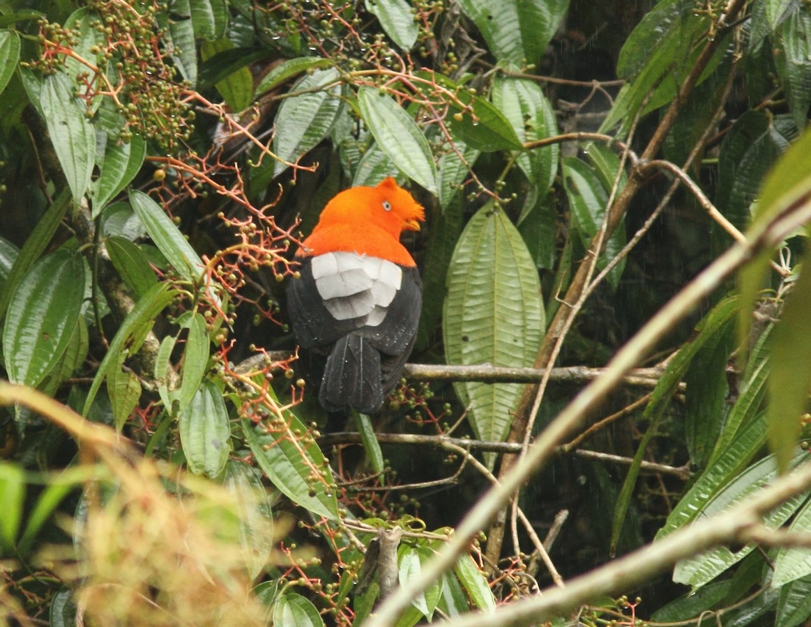 Andean Cock-of-the-rock - ML152244551