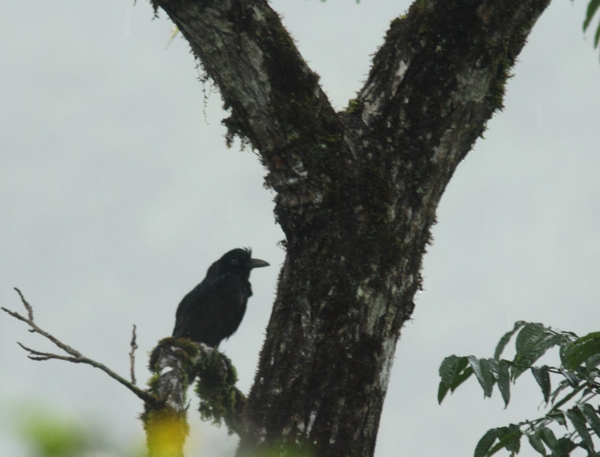 Amazonian Umbrellabird - Sue Oertli