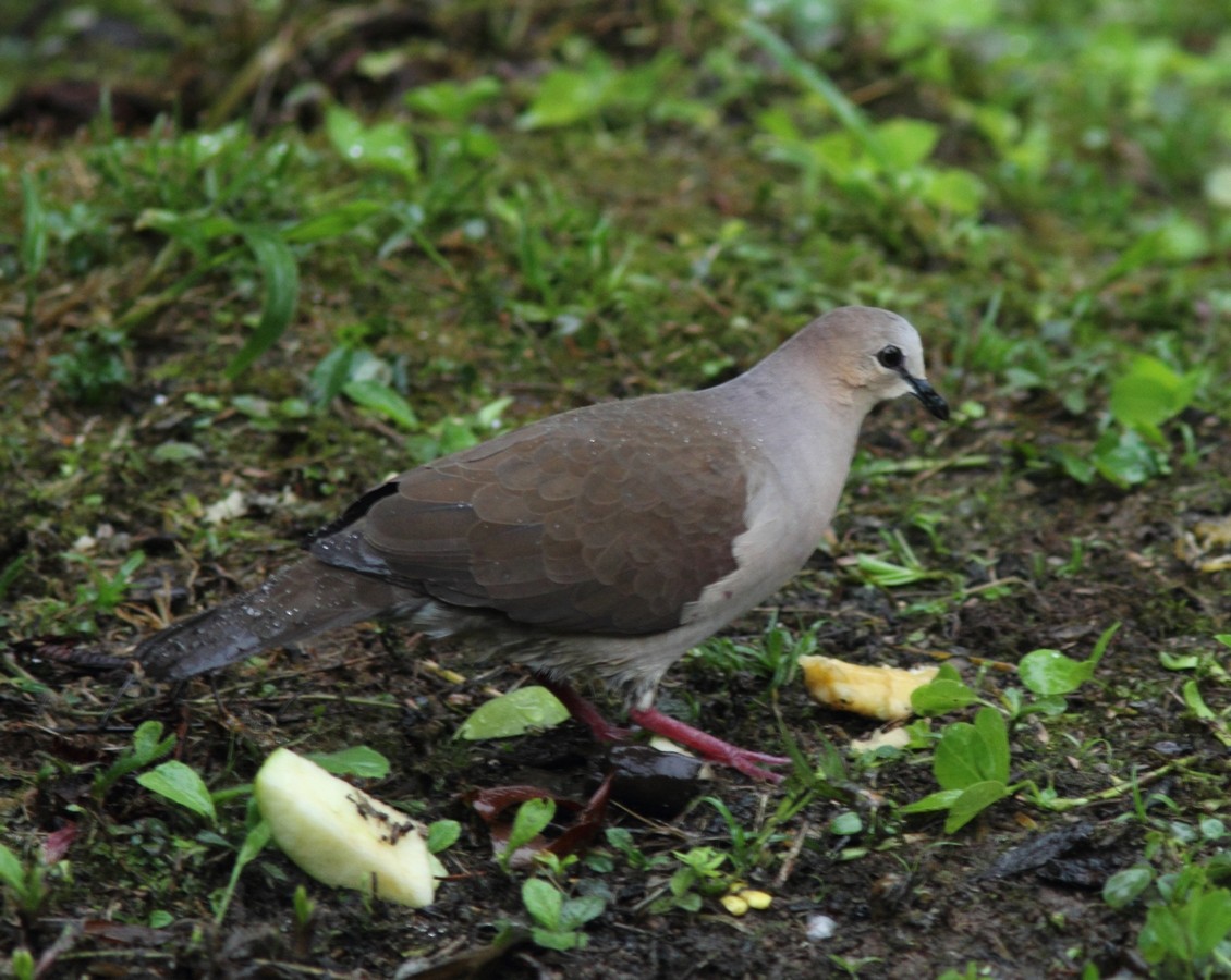 Gray-fronted Dove - ML152245641