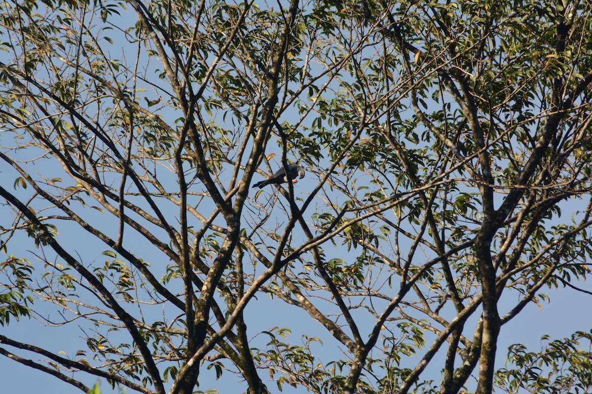 Plumbeous Kite - Mark Hulme