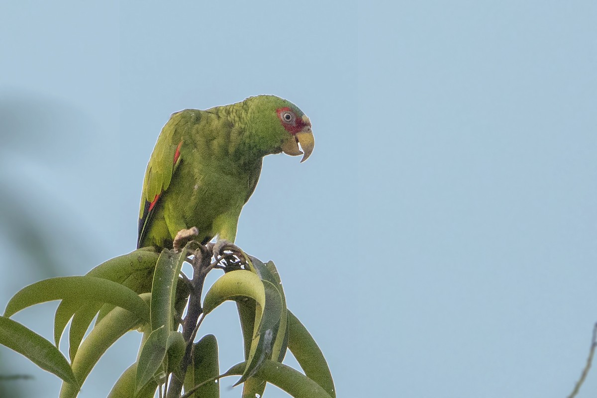 White-fronted Parrot - ML152246231