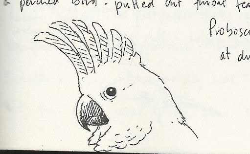 Sulphur-crested Cockatoo - Peter Burke