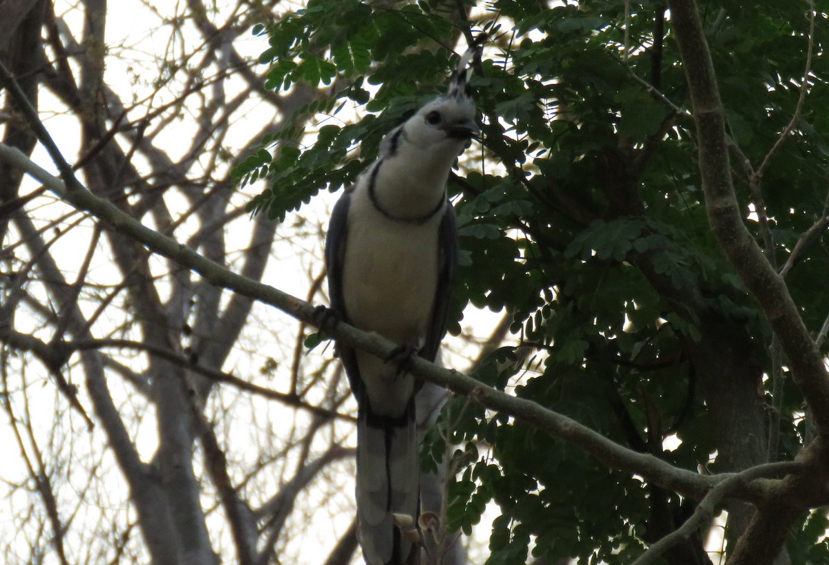 White-throated Magpie-Jay - ML152247221