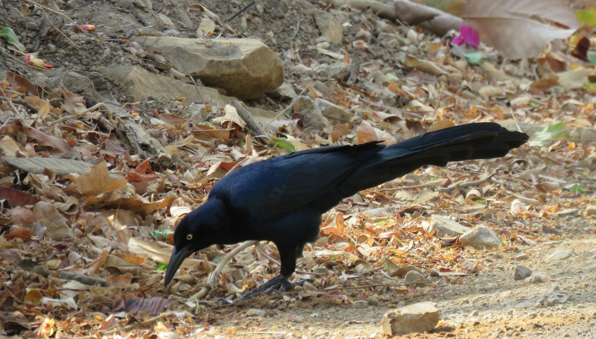 Great-tailed Grackle - ML152247351