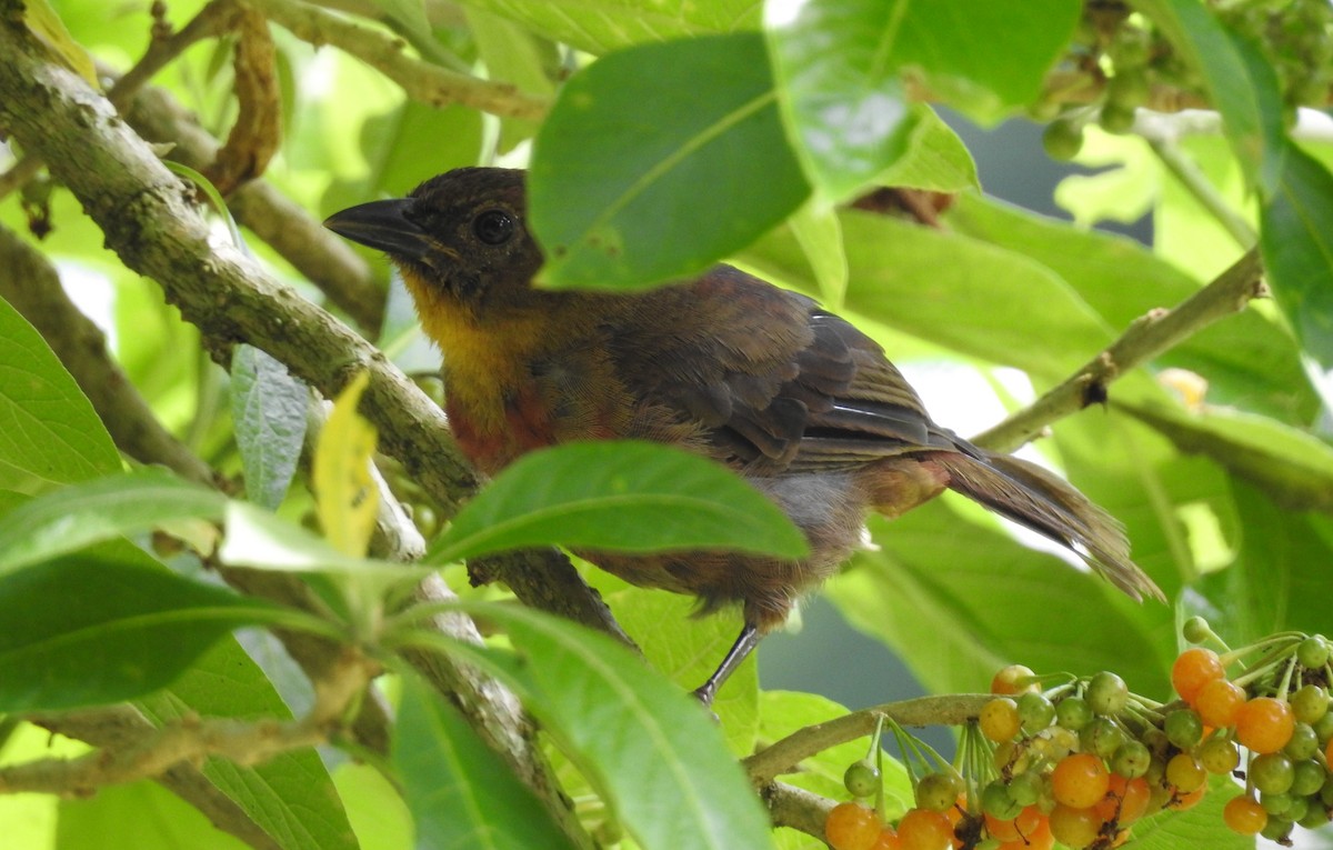 Red-throated Ant-Tanager - John and Milena Beer