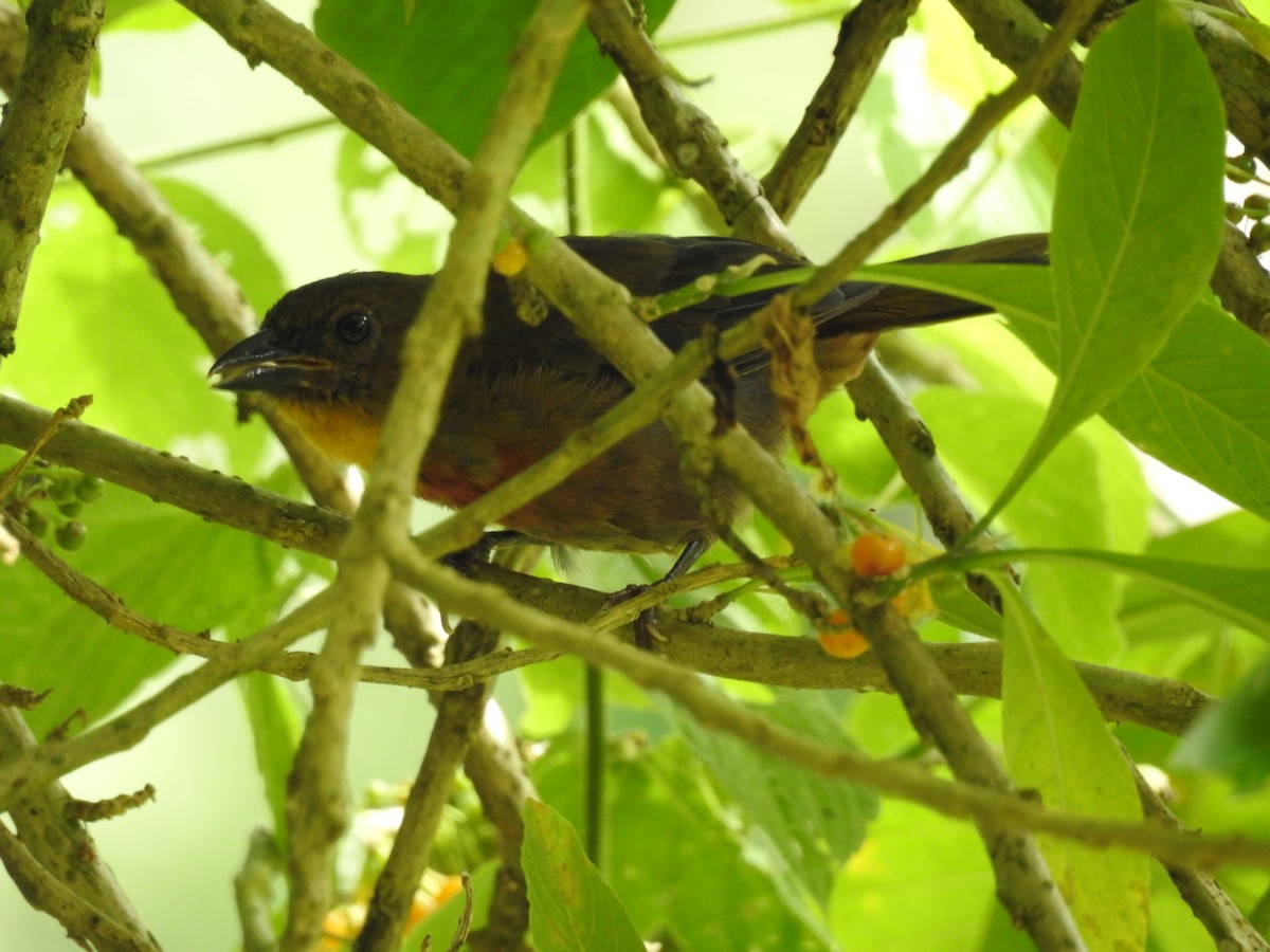 Red-throated Ant-Tanager - John and Milena Beer