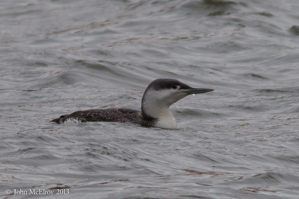 Red-throated Loon - John McElroy