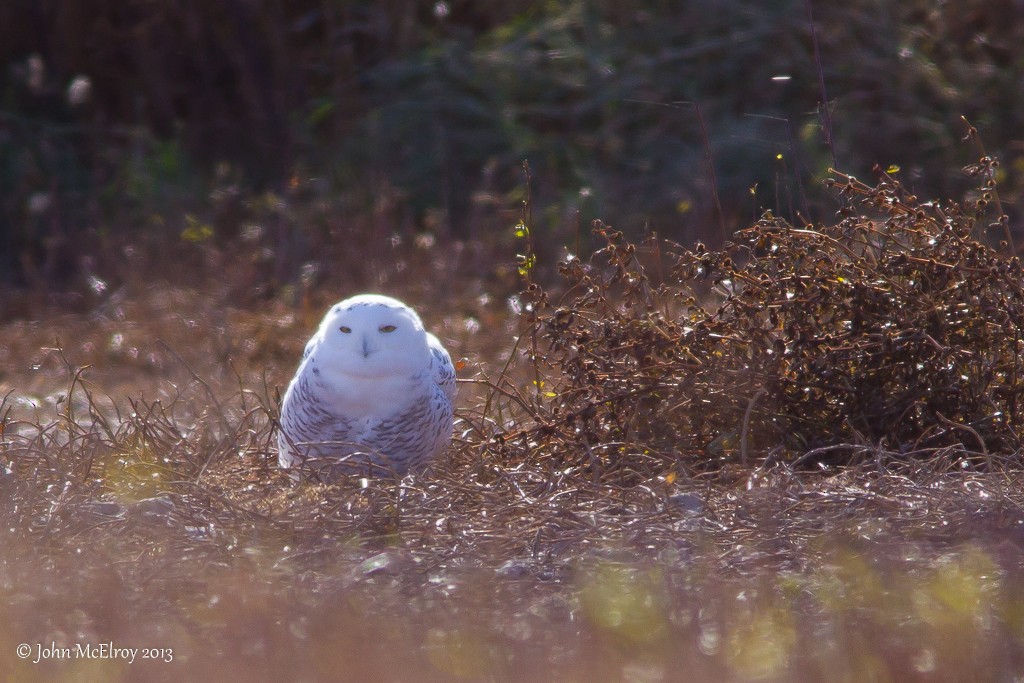 Snowy Owl - John McElroy