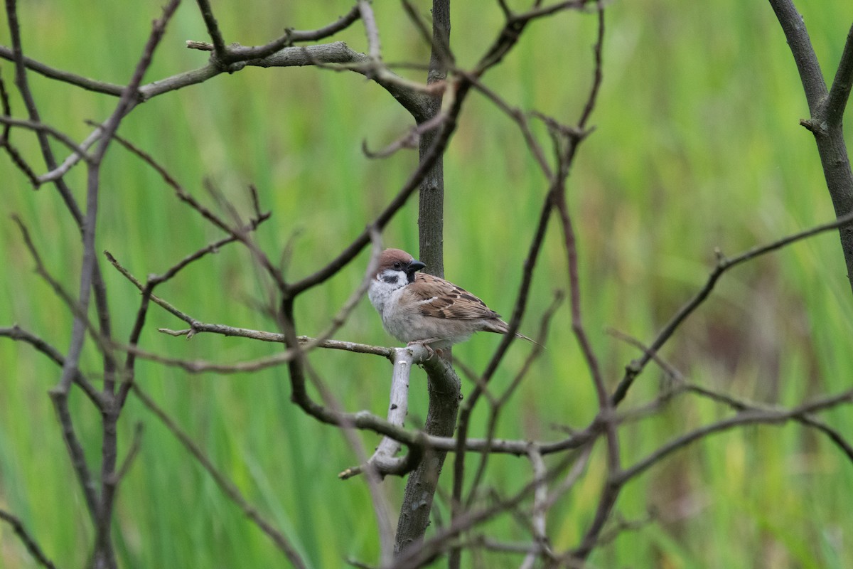 Eurasian Tree Sparrow - ML152249351
