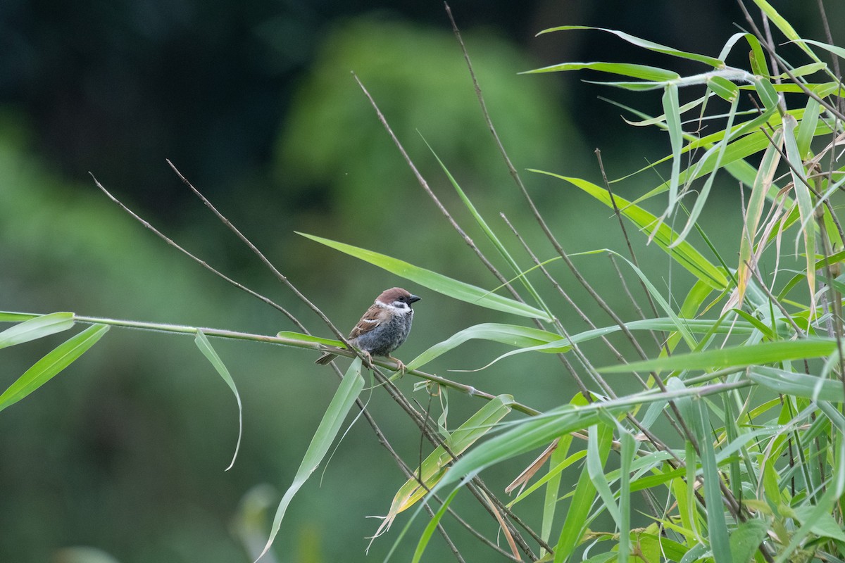 Eurasian Tree Sparrow - 智偉(Chih-Wei) 張(Chang)