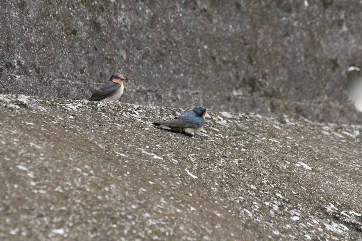 Pacific Swallow - ML152249521