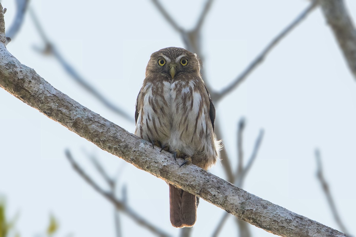 Ferruginous Pygmy-Owl - ML152249691
