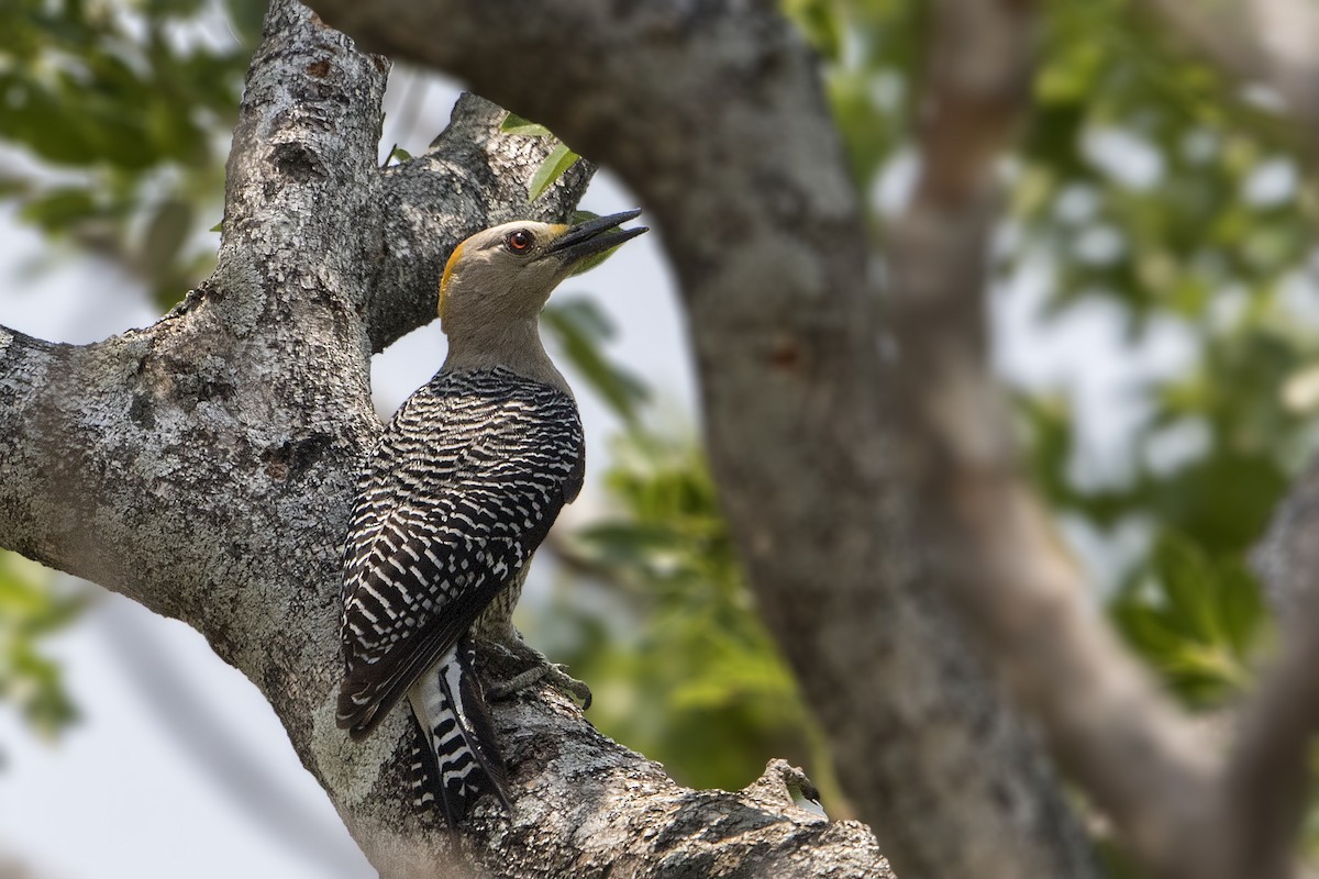 Golden-fronted Woodpecker - ML152249991