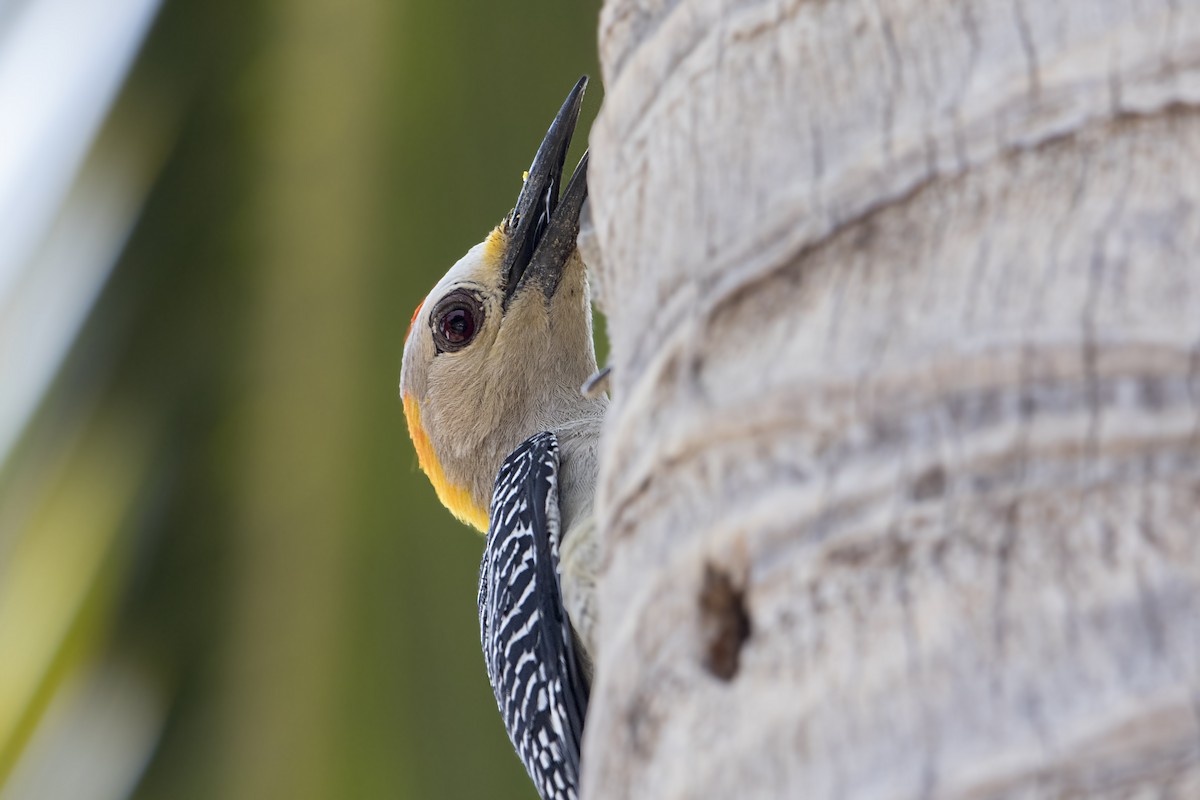 Golden-fronted Woodpecker - Bradley Hacker 🦜
