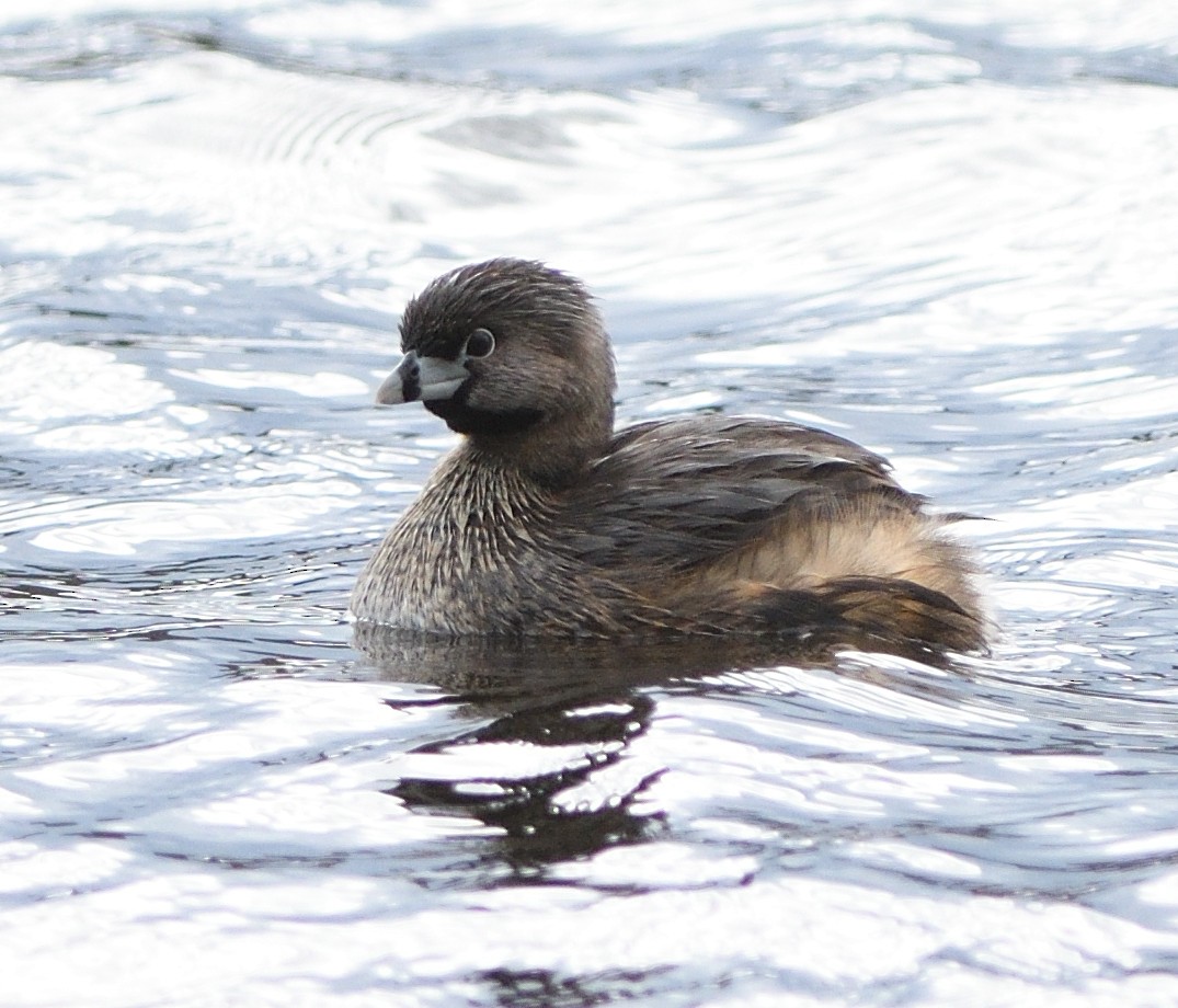 Pied-billed Grebe - Woody Gillies