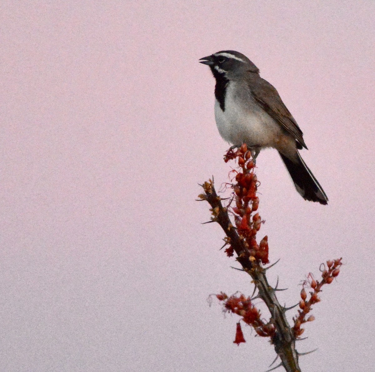 Black-throated Sparrow - Tim Johnson