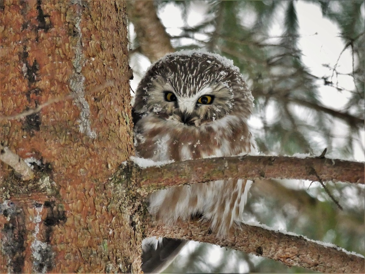 Northern Saw-whet Owl - Marco Beaulieu