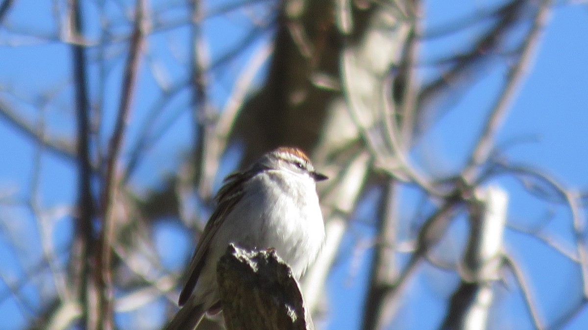 Chipping Sparrow - ML152251461