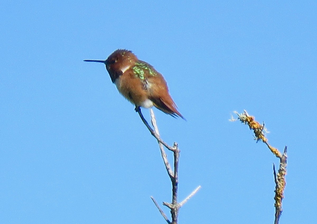 Allen's Hummingbird - Lois Goldfrank