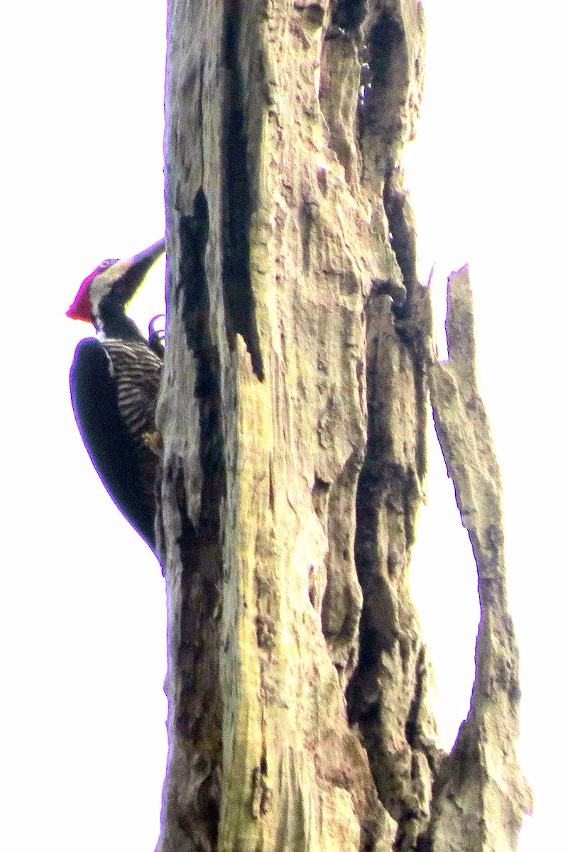 Crimson-crested Woodpecker - Pat McKay