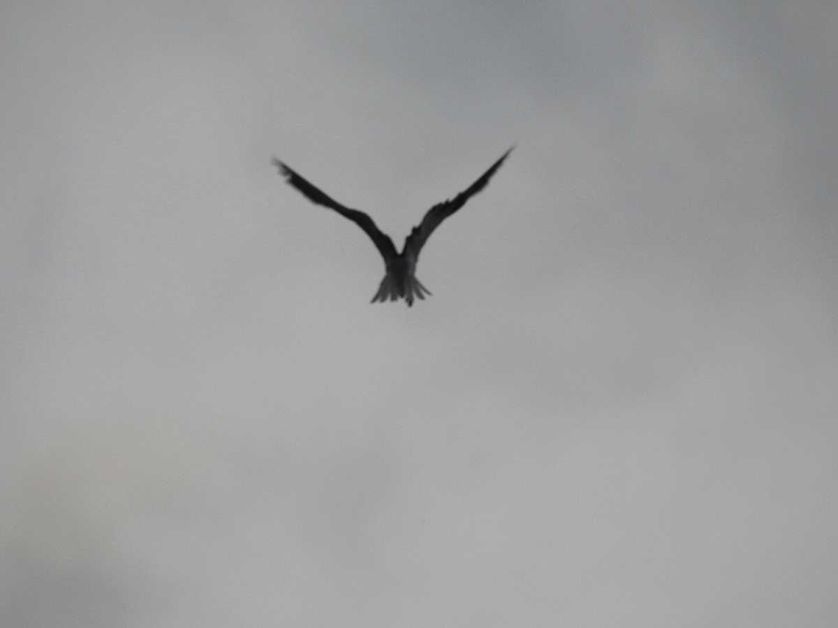 White-tailed Kite - ML152251891