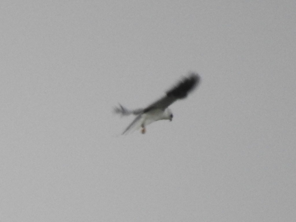 White-tailed Kite - Daniel Garrigues