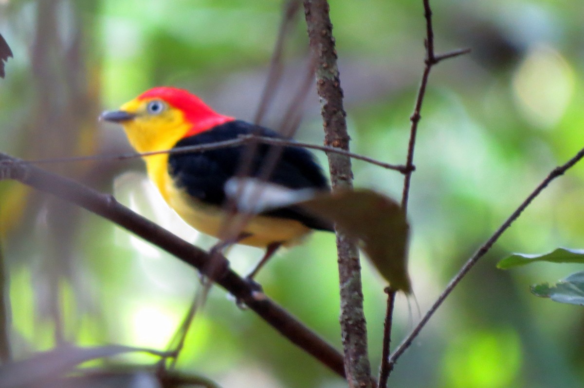 Wire-tailed Manakin - Pat McKay