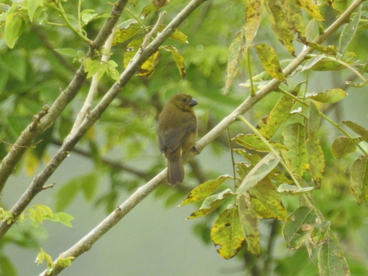 Variable Seedeater - ML152253391