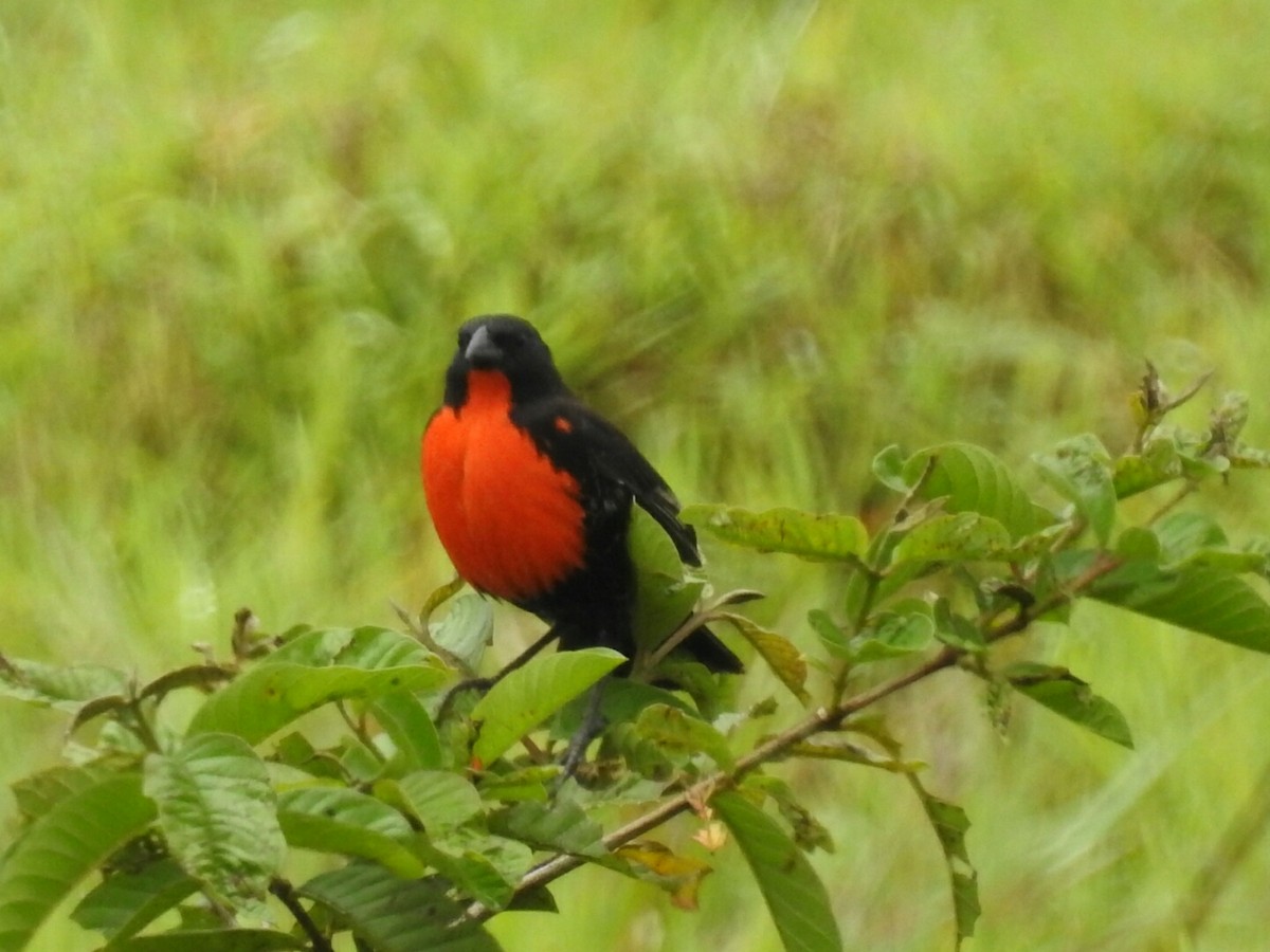 Red-breasted Meadowlark - ML152253931