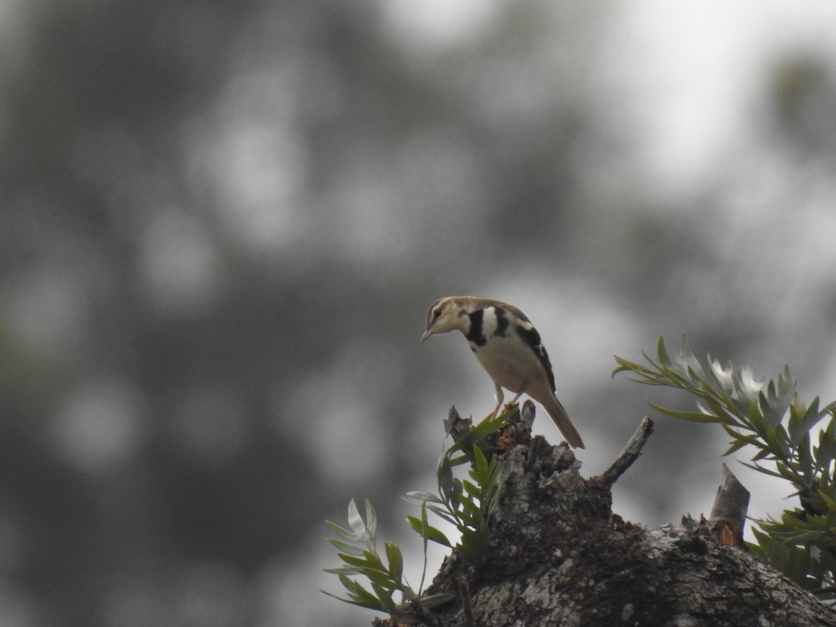 Forest Wagtail - Dr. NISHAD PM