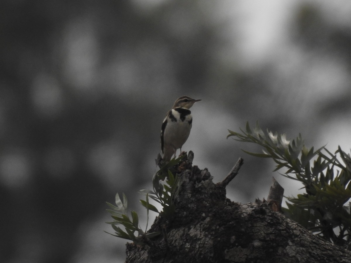 Forest Wagtail - ML152255201