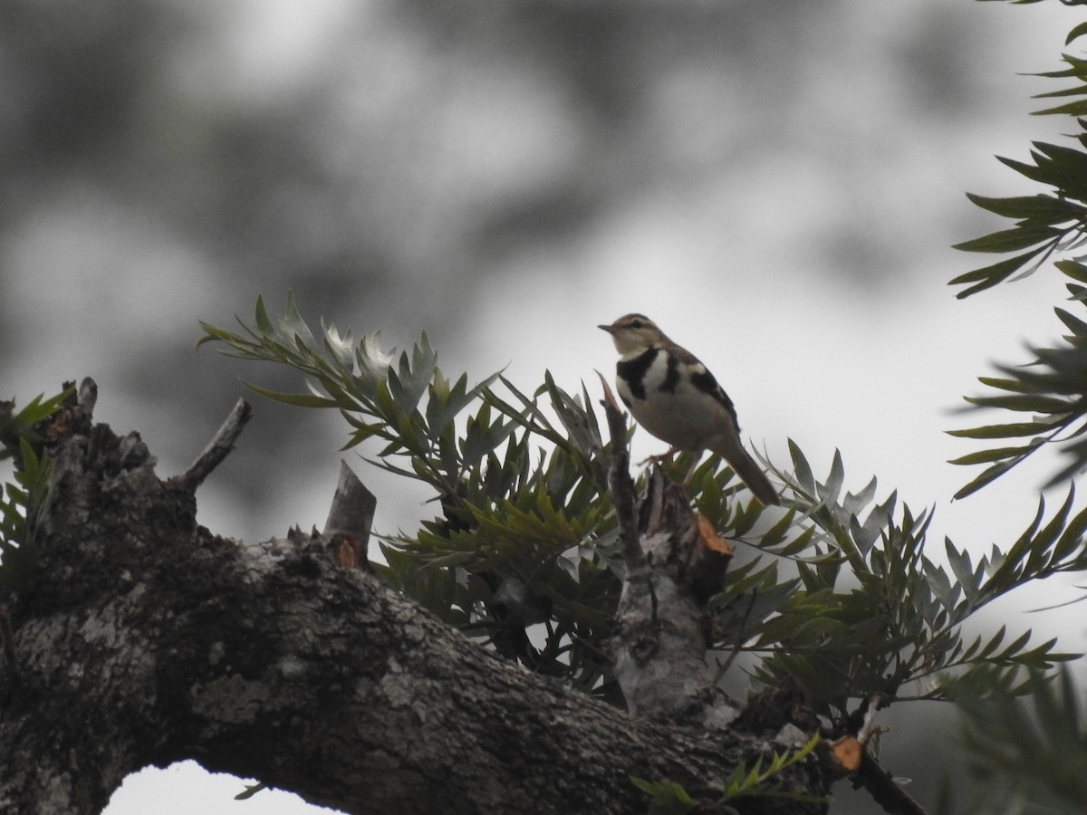 Forest Wagtail - ML152255211