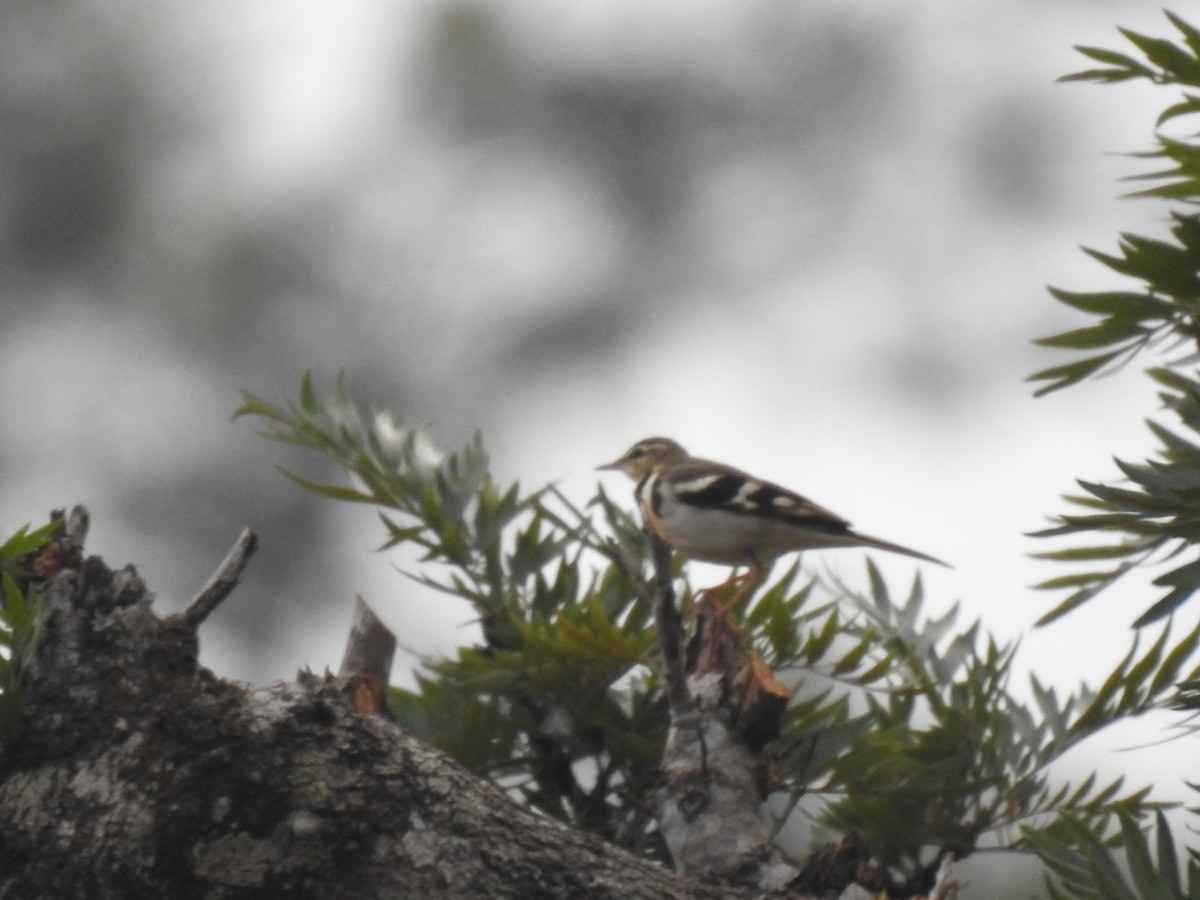 Forest Wagtail - ML152255231