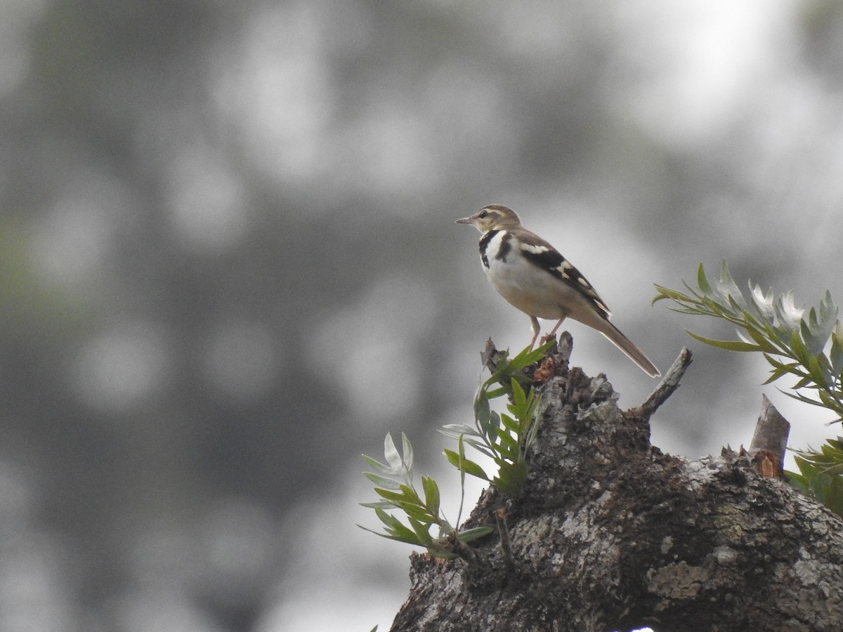 Forest Wagtail - Dr. NISHAD PM