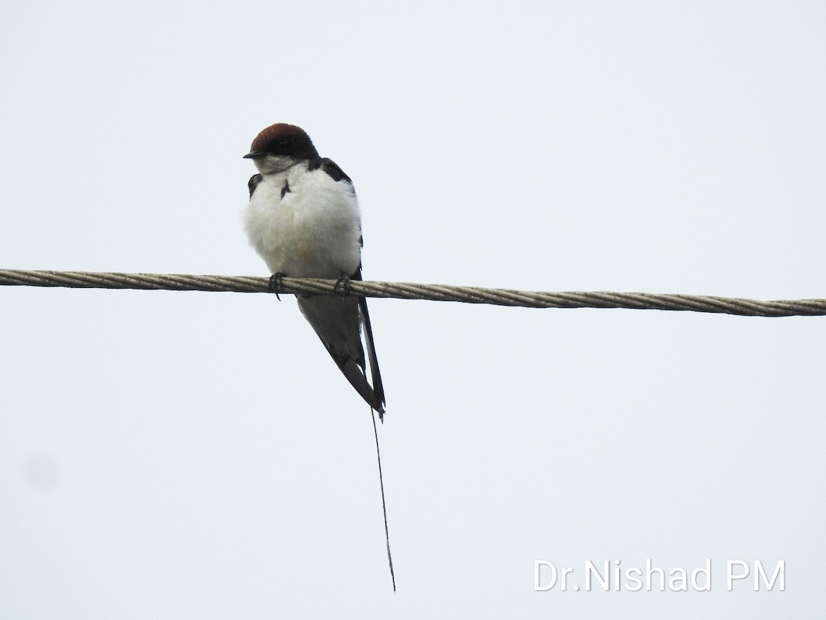 Wire-tailed Swallow - ML152255741
