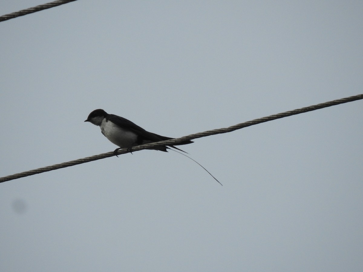 Wire-tailed Swallow - ML152255751