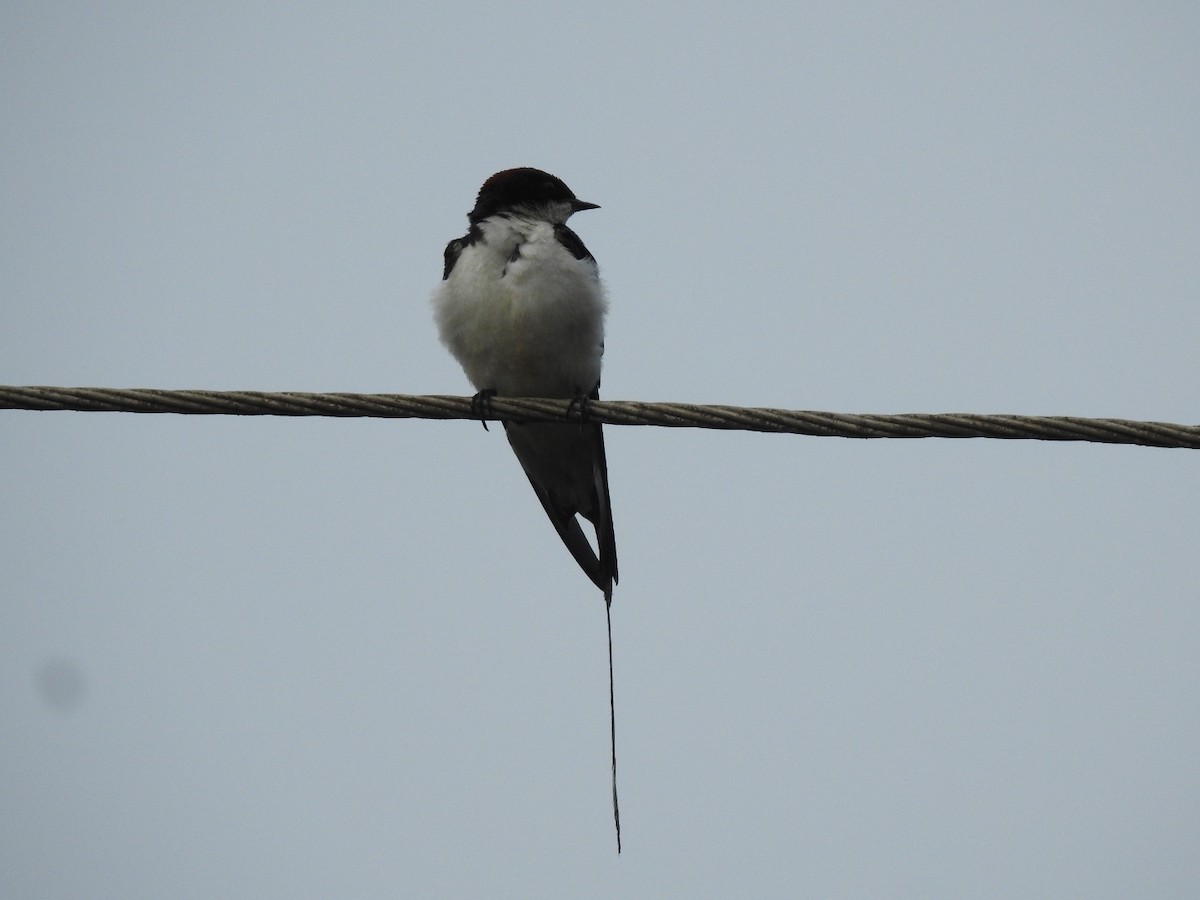 Wire-tailed Swallow - ML152255761