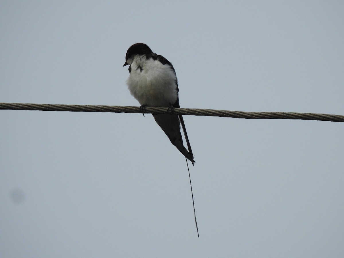 Wire-tailed Swallow - ML152255771