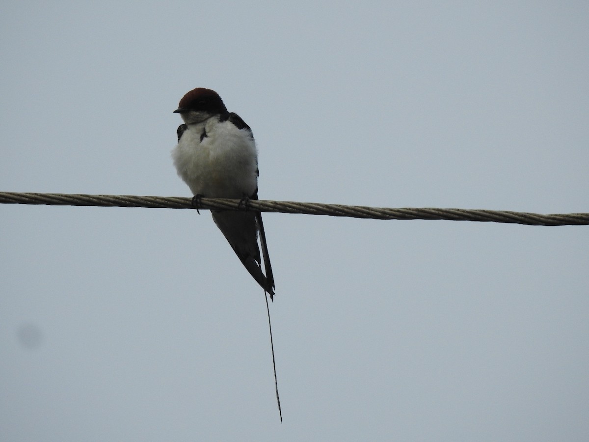 Wire-tailed Swallow - ML152255781