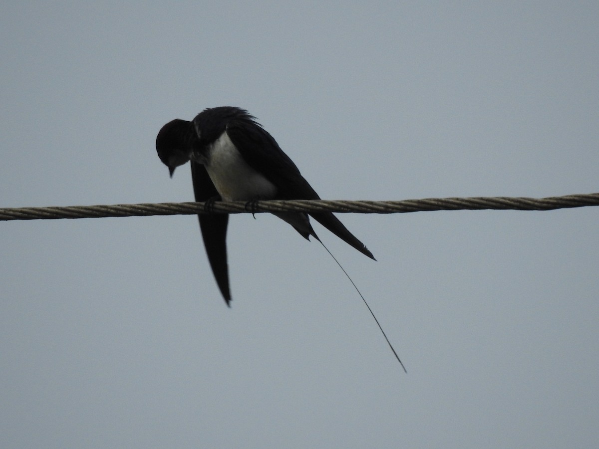 Wire-tailed Swallow - ML152255801