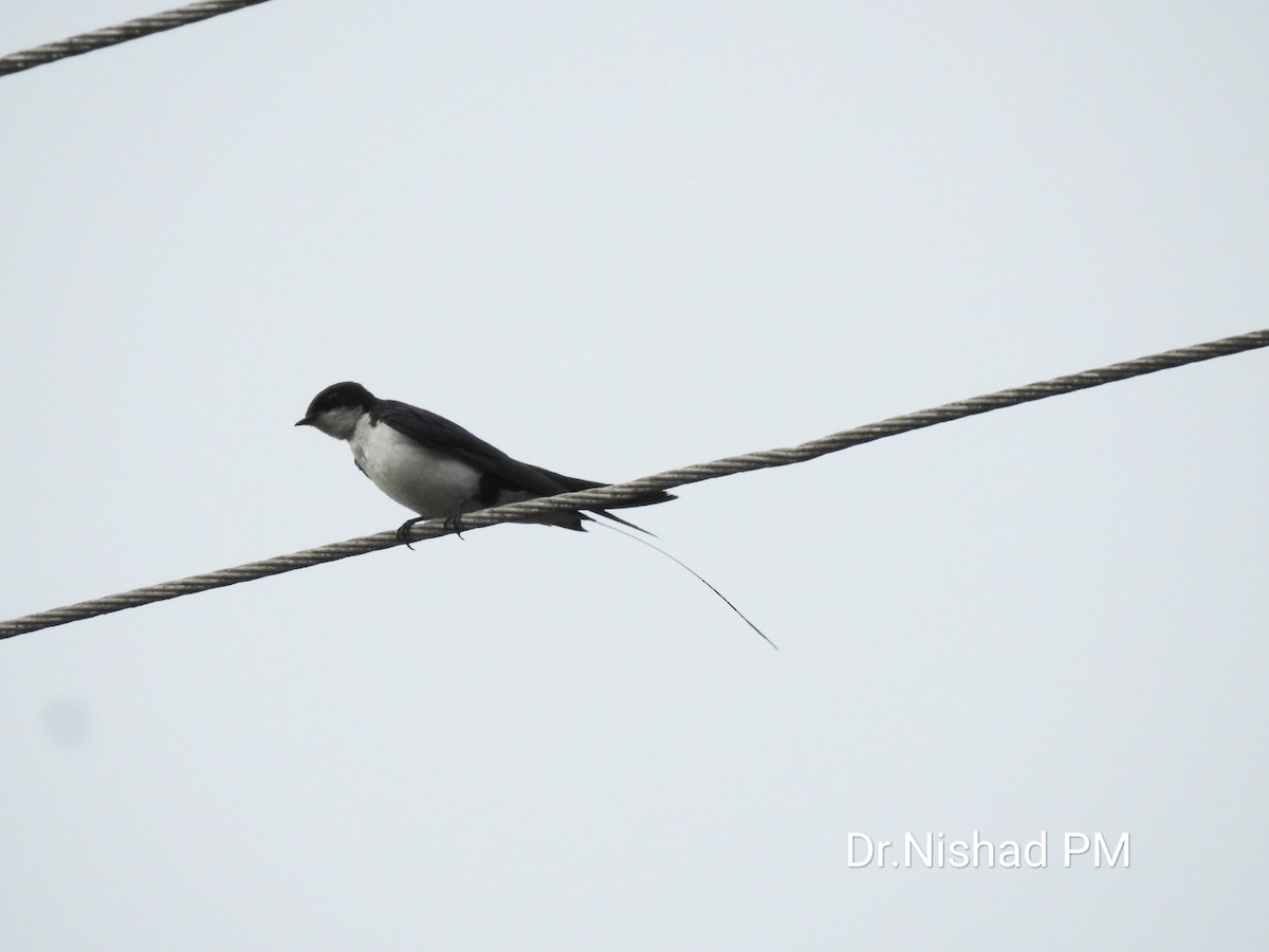 Wire-tailed Swallow - ML152255811