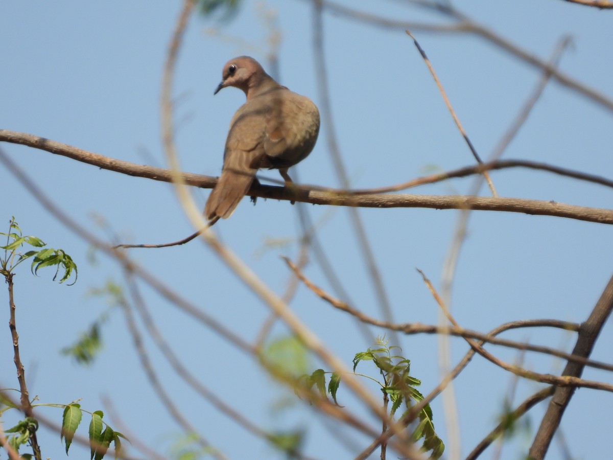 Laughing Dove - ML152256761