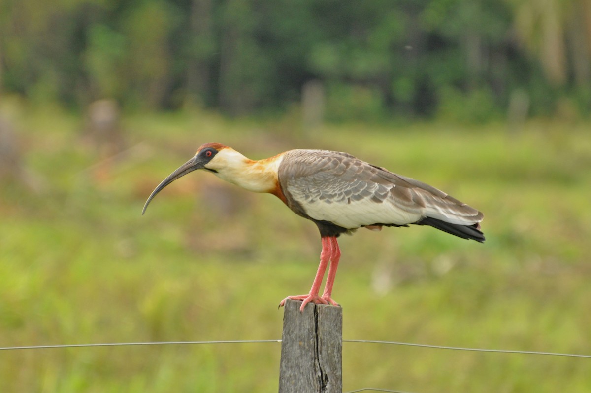ibis bělokřídlý - ML152257381