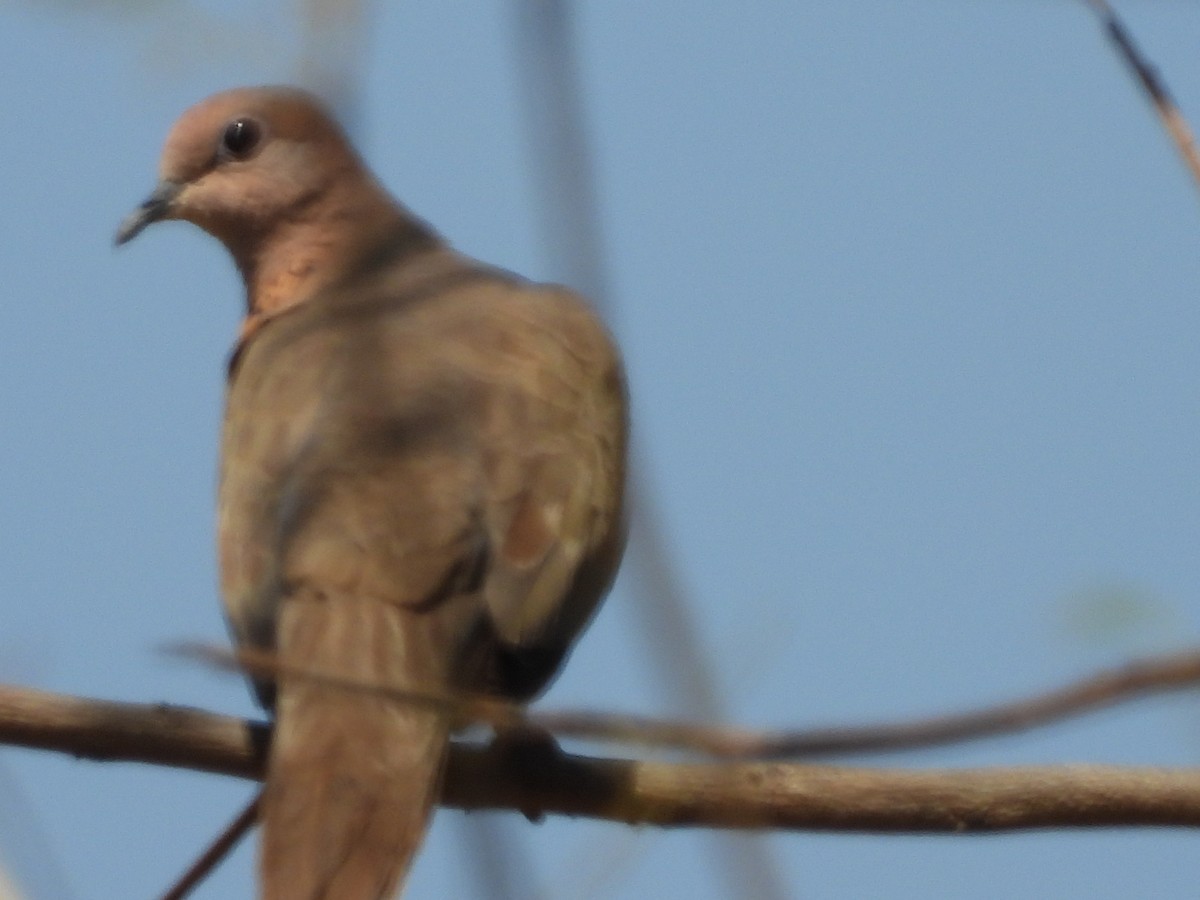 Laughing Dove - ML152257431