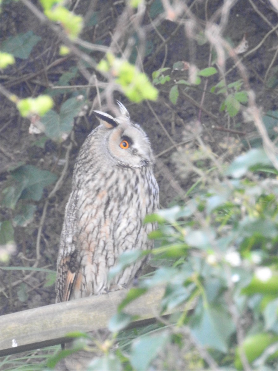 Long-eared Owl - Ryan Irvine