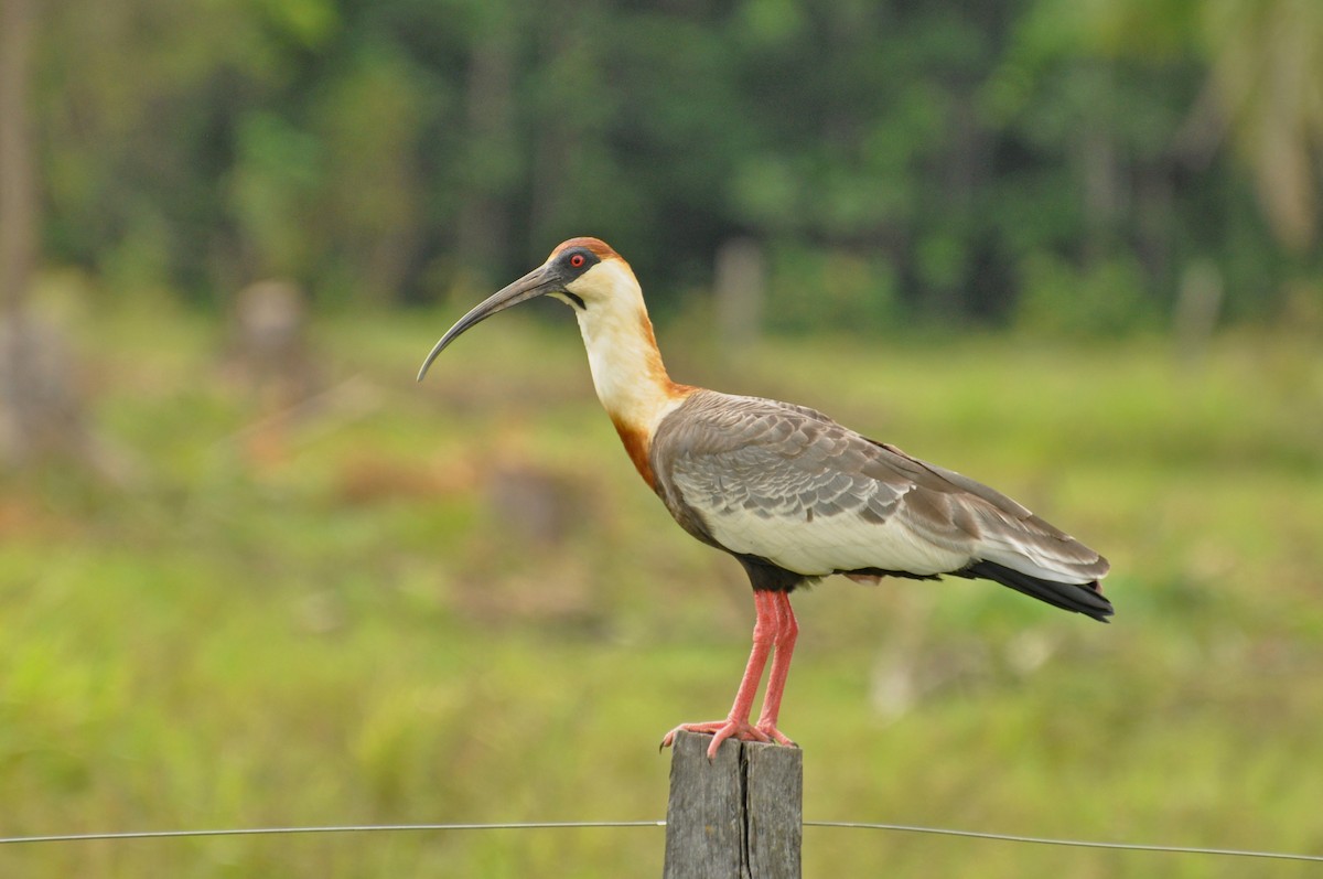 ibis bělokřídlý - ML152259271