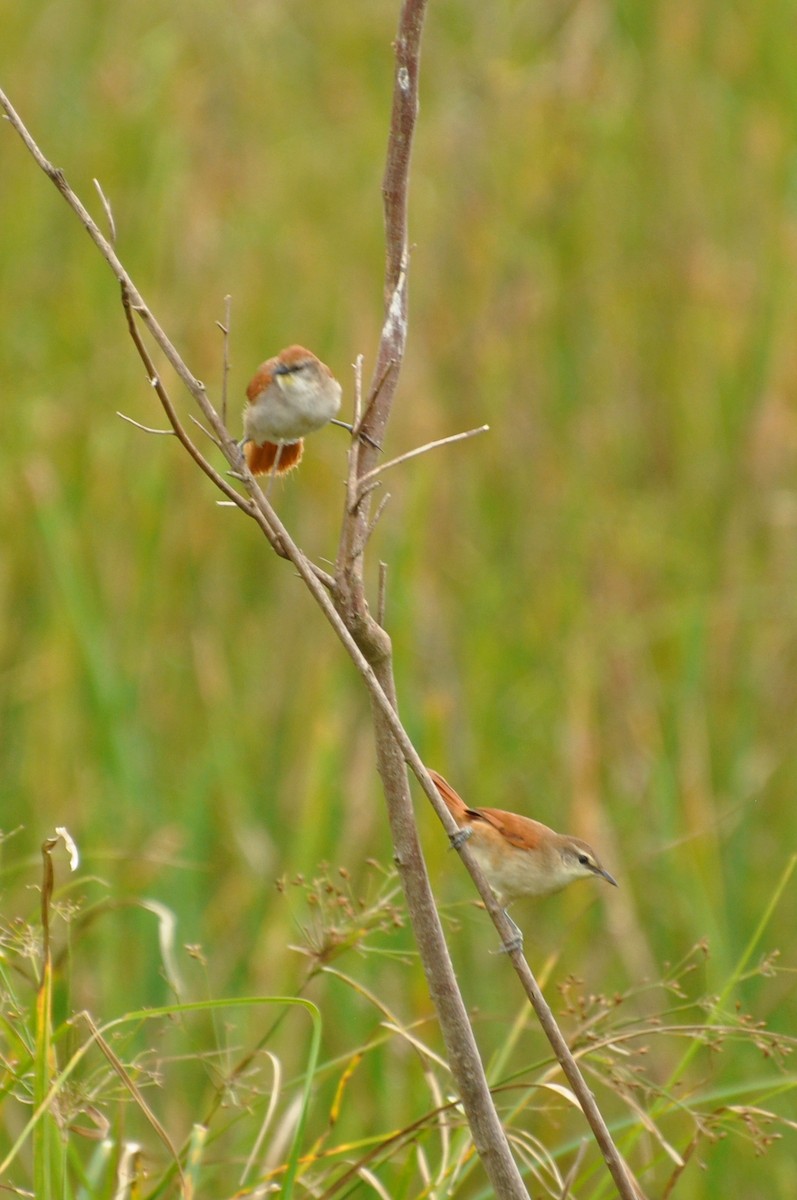 Yellow-chinned Spinetail - ML152260791